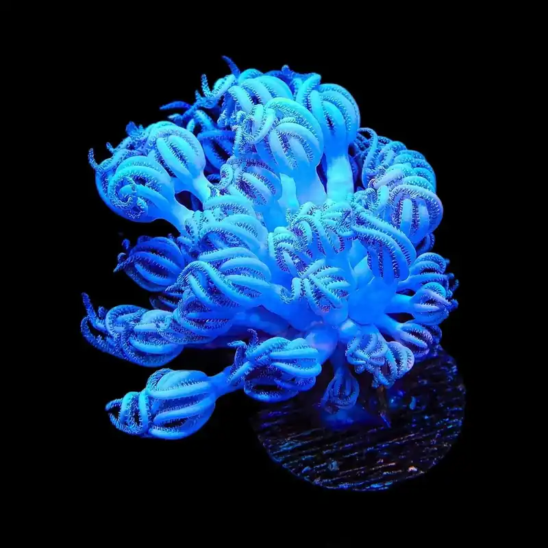 Giant Bali Xenia Coral - TSA Coral