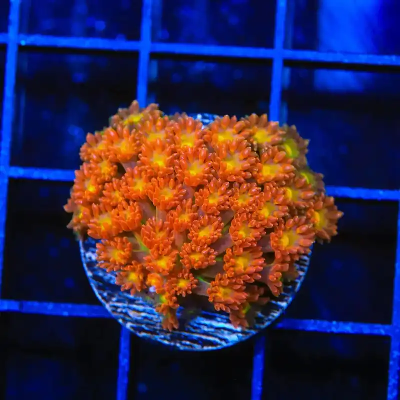 TSA Reese's Pieces Goniopora Coral - TSA Coral