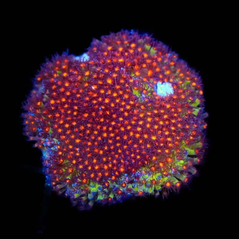JF Sunset Stylocoeniella Coral - TSA Coral