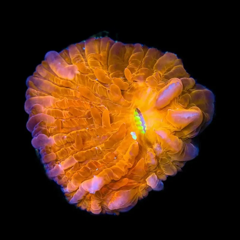 TSA Hot Pepper Aquacultured Plate Coral - TSA Coral