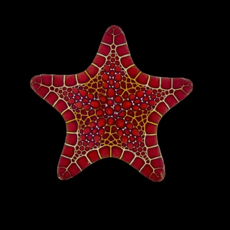 Red Biscuit Starfish - TSA Inverts