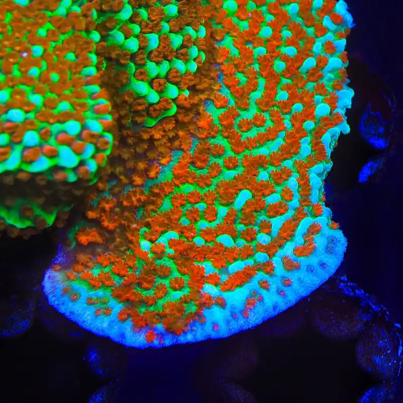 JF Aquaman Montipora Coral - TSA Coral