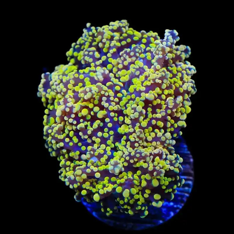 Yellow Octospawn Coral - TSA Coral