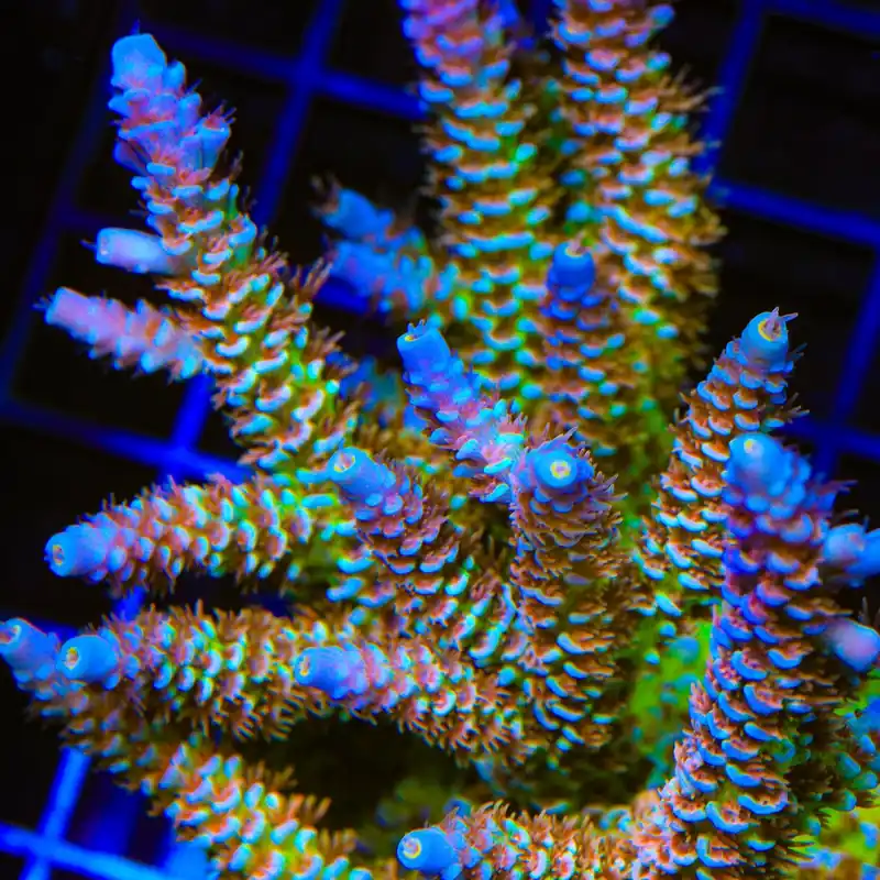 TSA Blueberry Mai Tai Tenuis Acropora Coral - TSA Coral