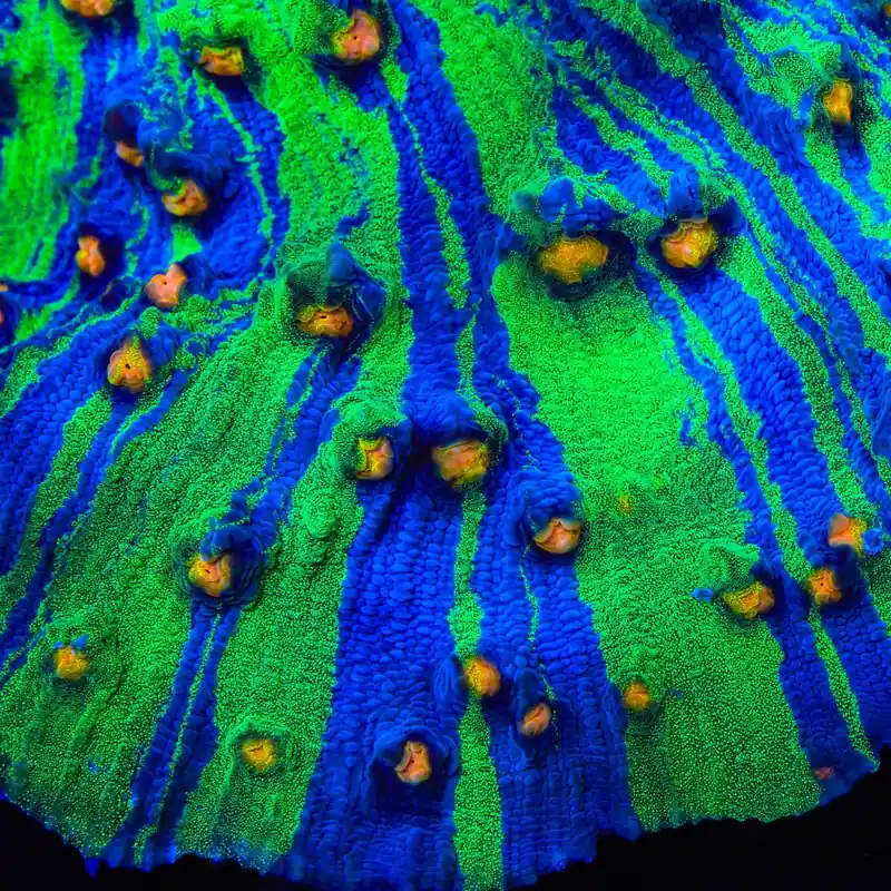 TSA Raja in Pajamas Chalice Coral - TSA Coral