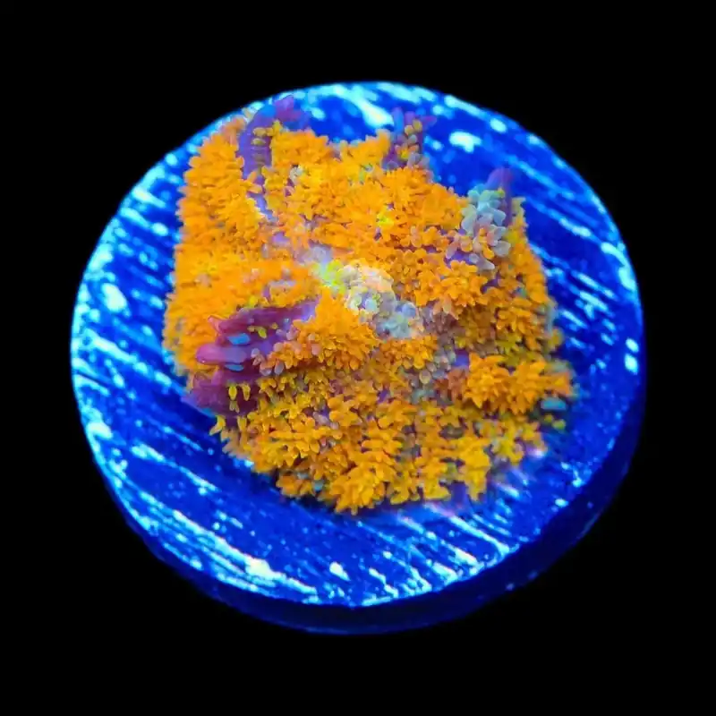 TSA Orange Smash Bounce Mushroom Coral - TSA Coral