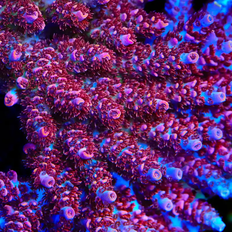 TSA Prairie Fire Acropora Coral - TSA Coral