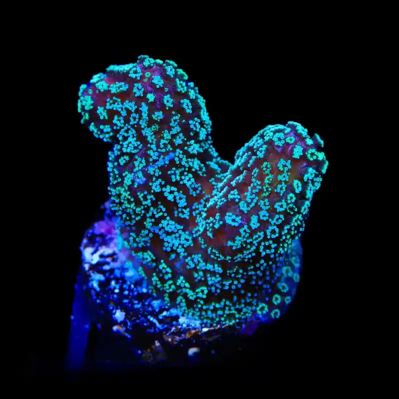 ORA Stellar Stylophora Coral - TSA Coral