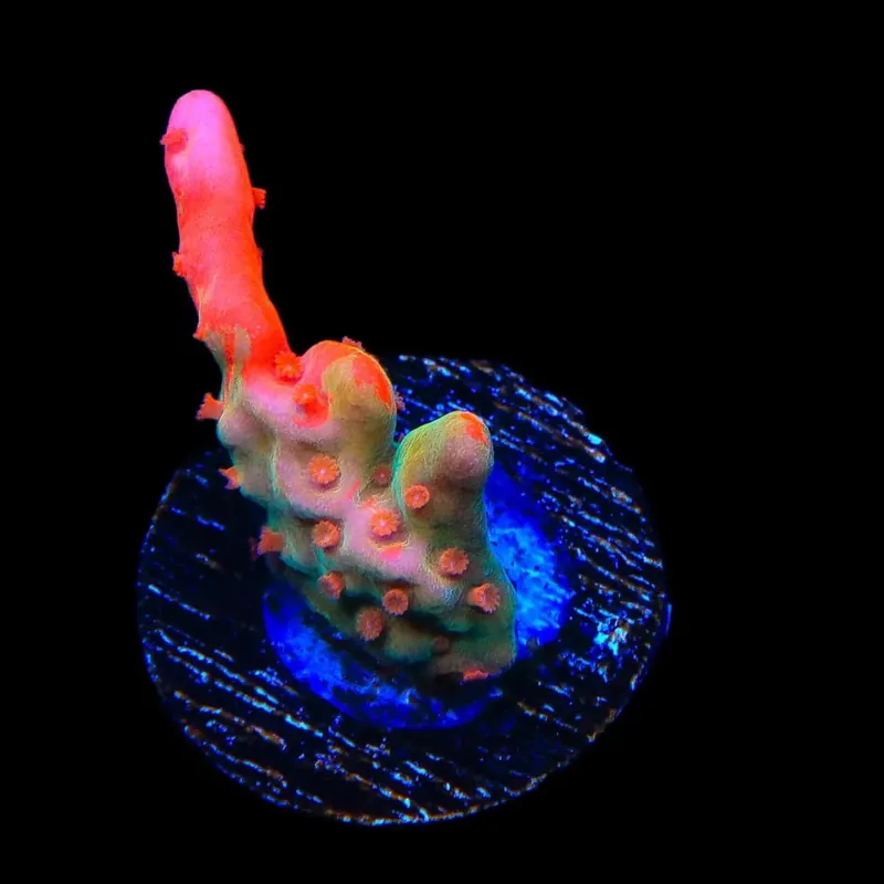 TSA Tequila Sunrise Grafted Setosa Montipora Coral - TSA Coral