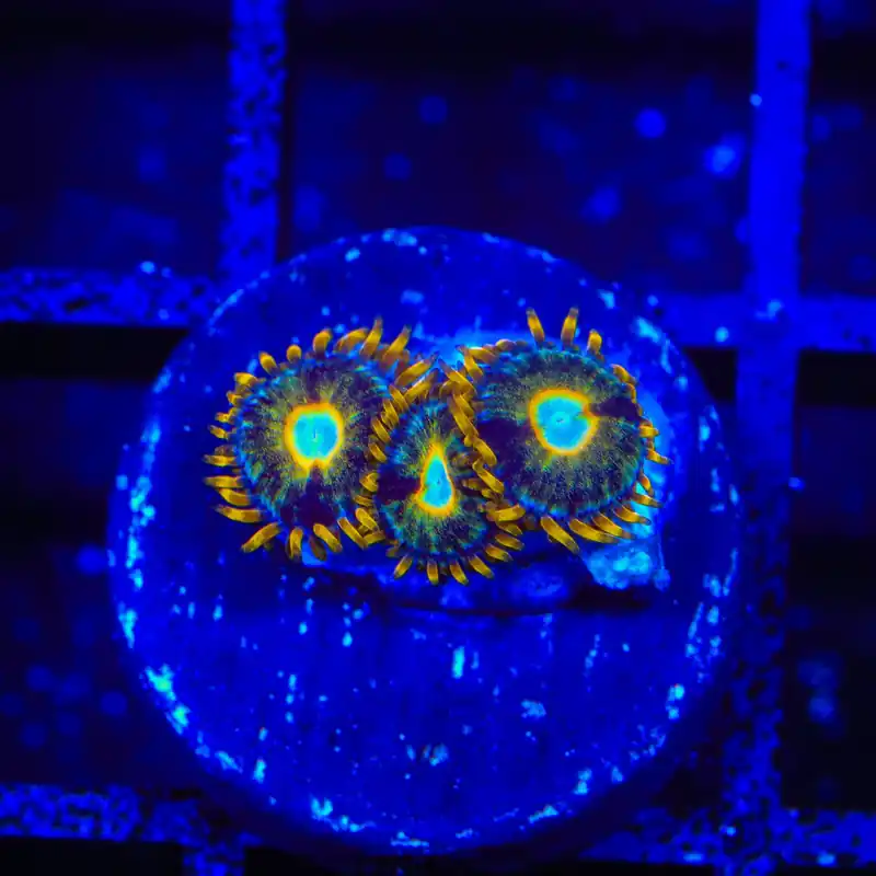 Murder Hornet Zoanthids Coral - TSA Coral