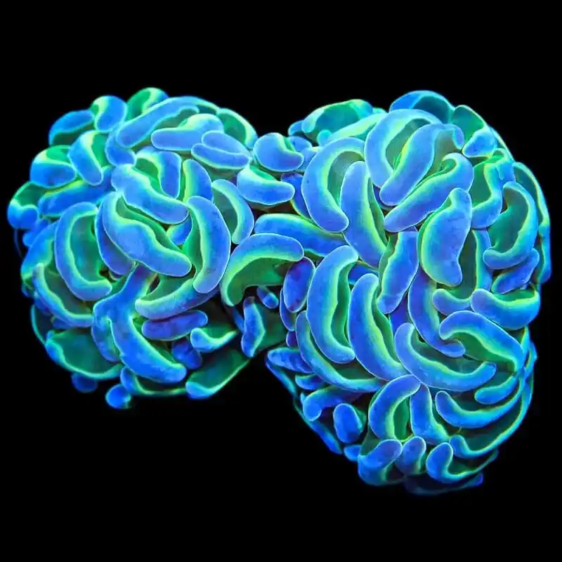 Hologram Hammer XL Coral - TSA Coral