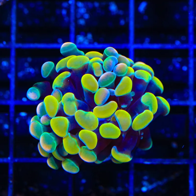 Rainbow Hammer Coral - TSA Coral