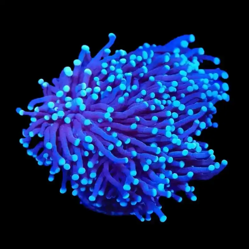 TSA Blue Torch XL Coral - TSA Coral