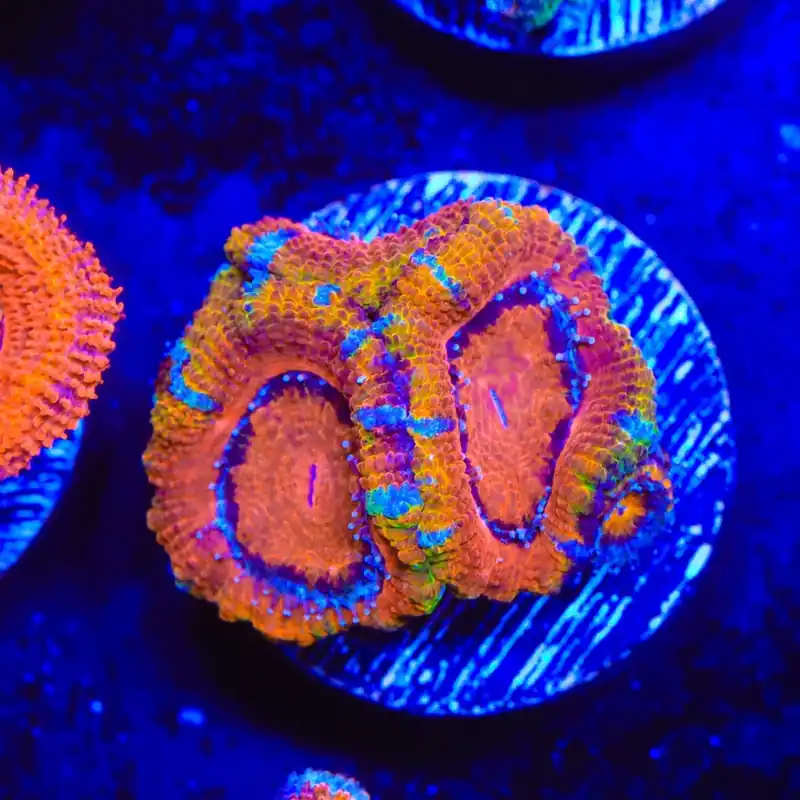 Rainbow Acan Coral - Top Shelf Aquatics