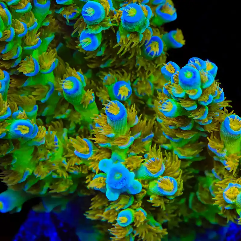 Sexy Corals Orange Passion Tenuis Acropora Coral - TSA Coral