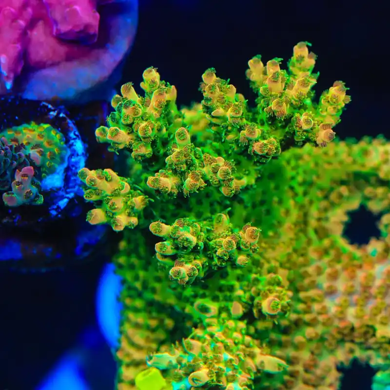 TSA Scotch Bonnet Acropora Coral - TSA Coral