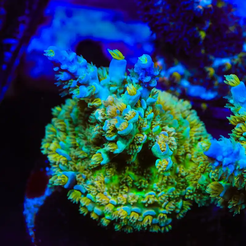 UC Donna Tenuis Acropora Coral - TSA Coral