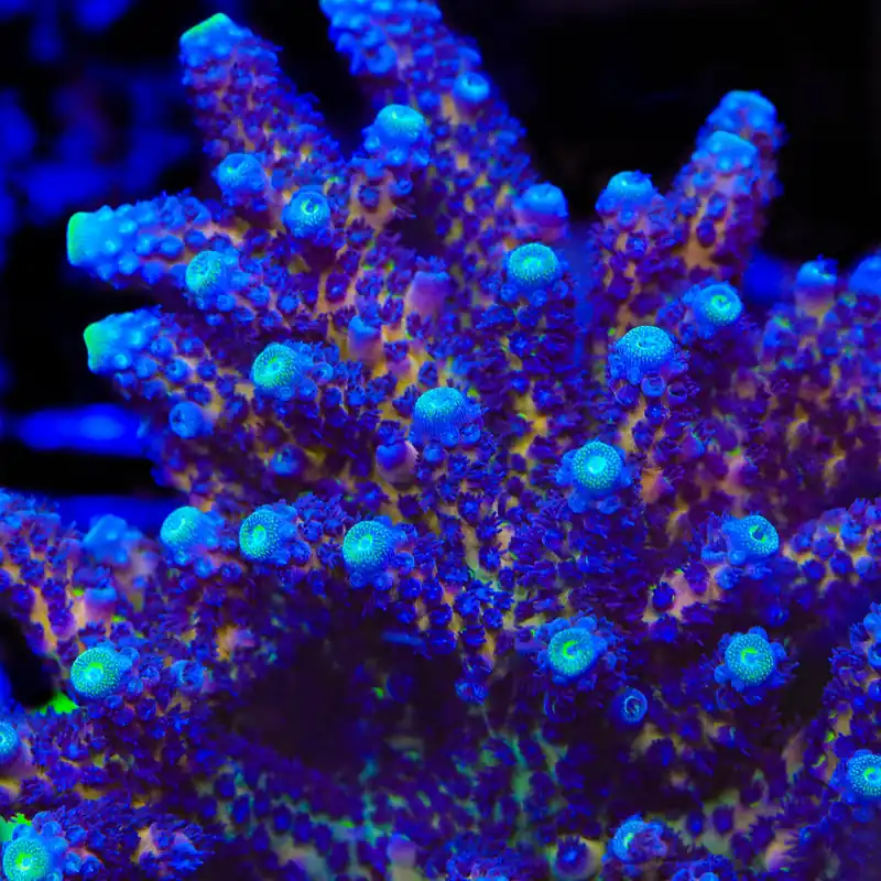 TSA Grimace Fiji Somoensis Acropora Coral - TSA Coral