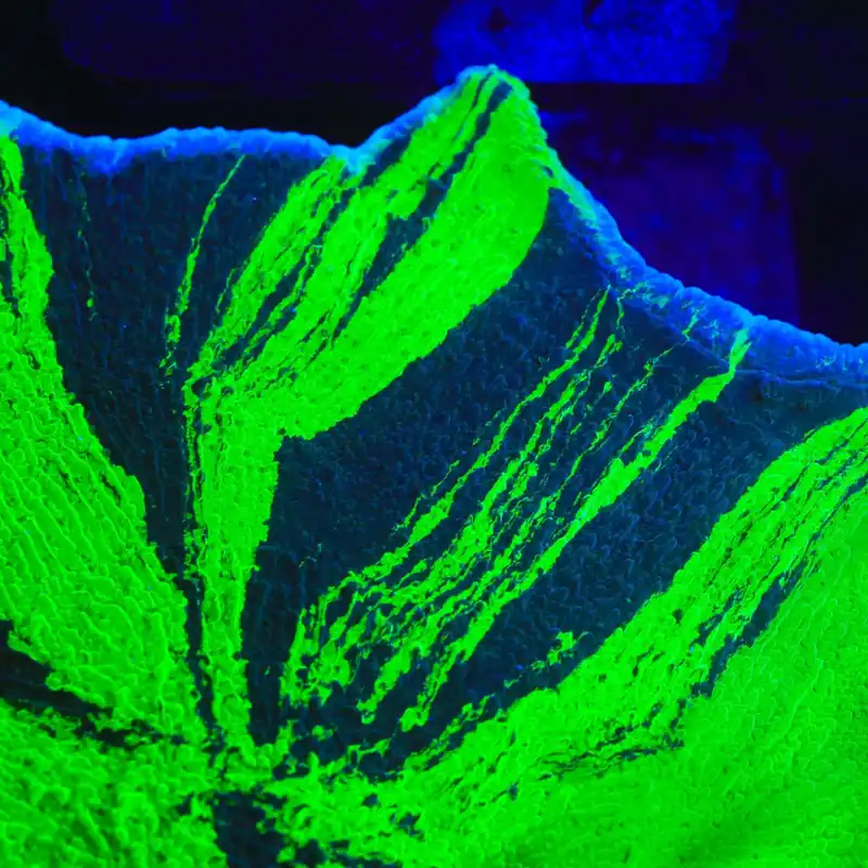 JF Cold Fusion Grafted Montipora Coral - TSA Coral