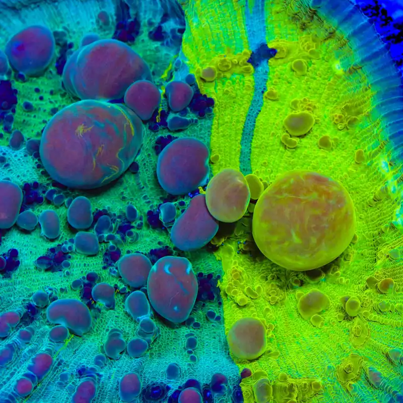 Cosmic Candy Grafted Bounce Chalice Coral - TSA Coral