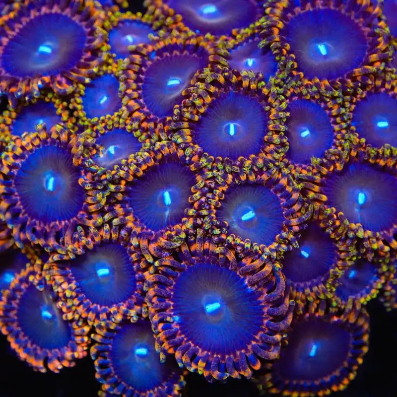 TSA Detonator Zoanthids Coral - TSA Coral