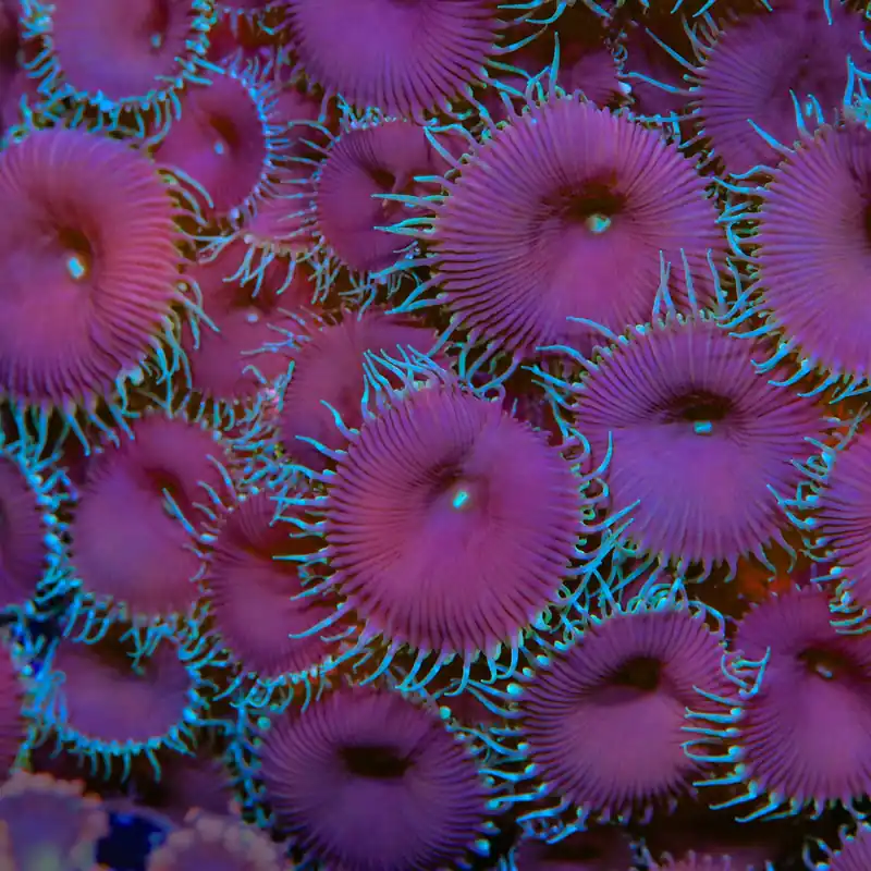 Purple Death Palythoa Coral - TSA Coral