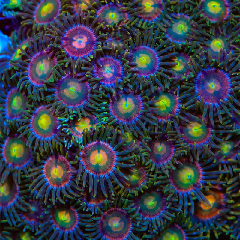 Laser Lemon Zoanthids Coral - TSA Coral