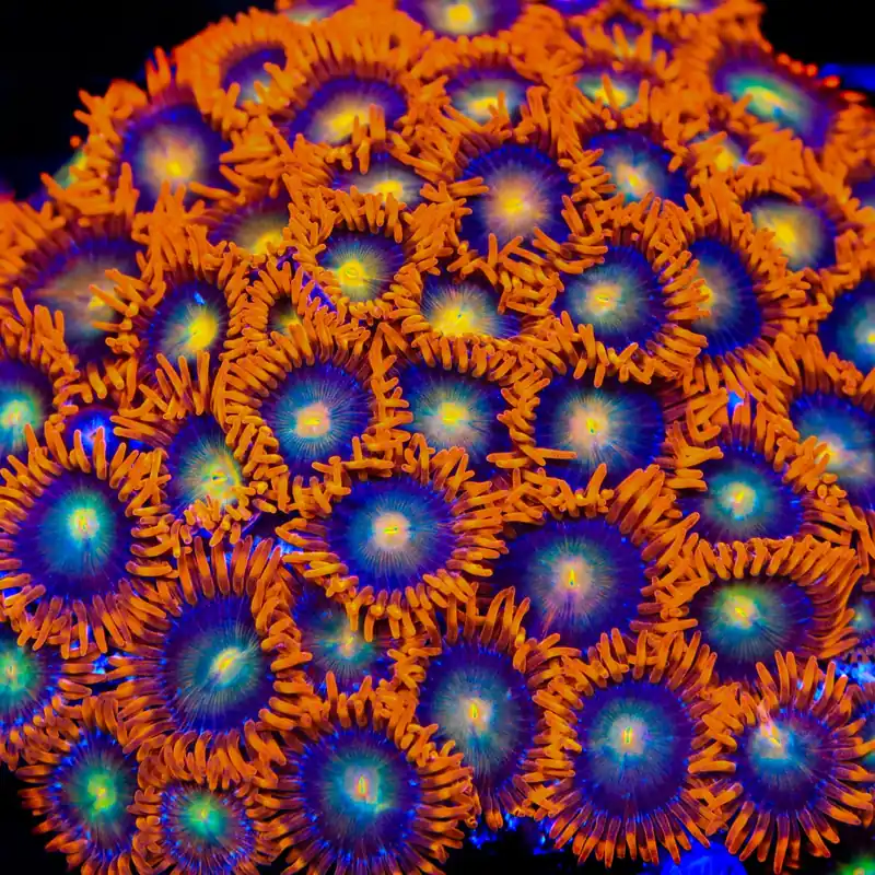 ACI Lorax Zoanthids Coral - TSA Coral