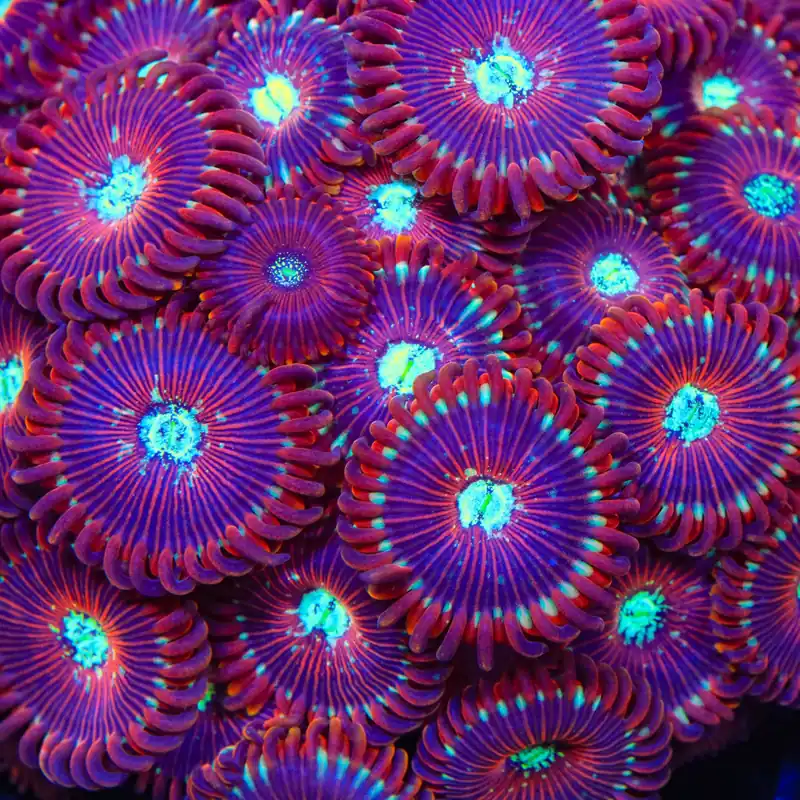Magician Zoanthids Coral - TSA Coral