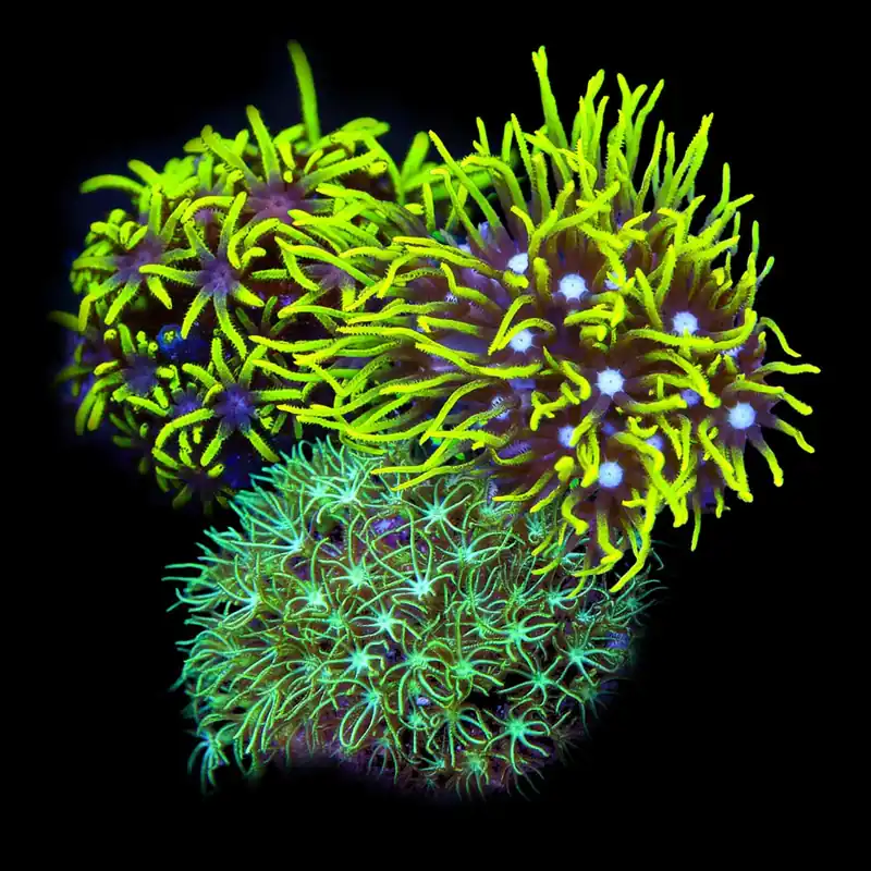 Green Star Polyp 3 Pack - Top Shelf Aquatics
