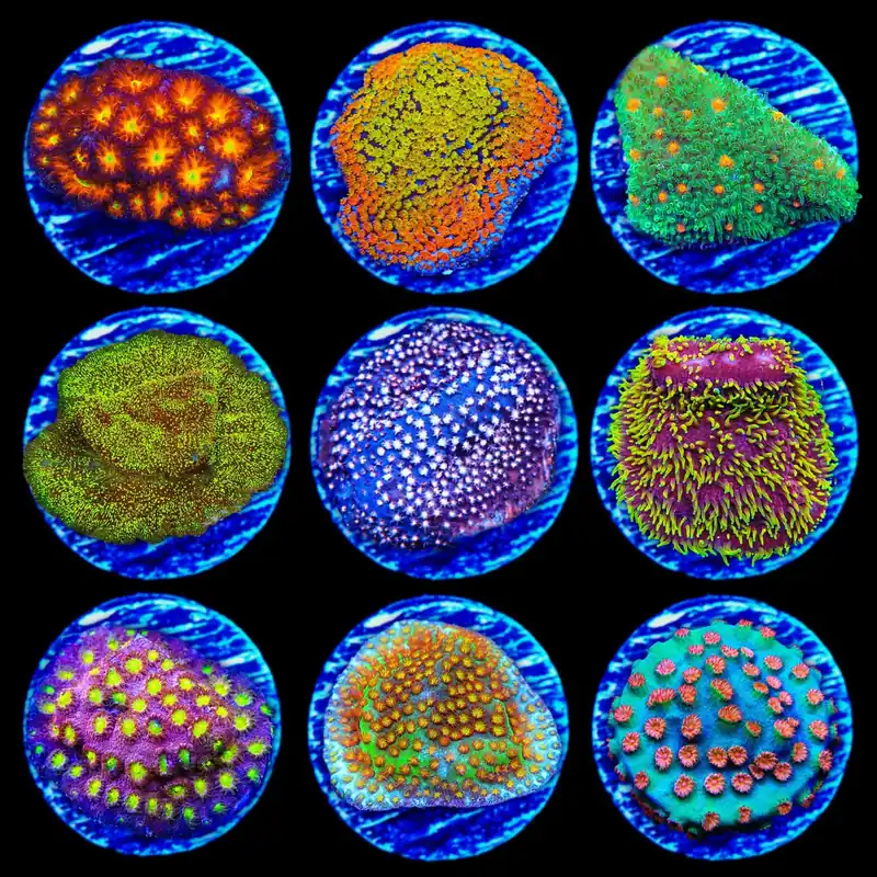 Encruster 3 Coral Frag Pack - Top Shelf Aquatics
