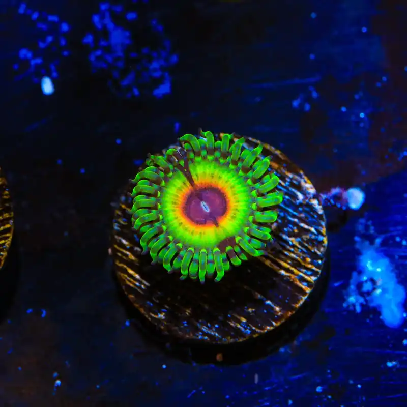 Little Shop of Horrors Zoanthids Coral - Top Shelf Aquatics