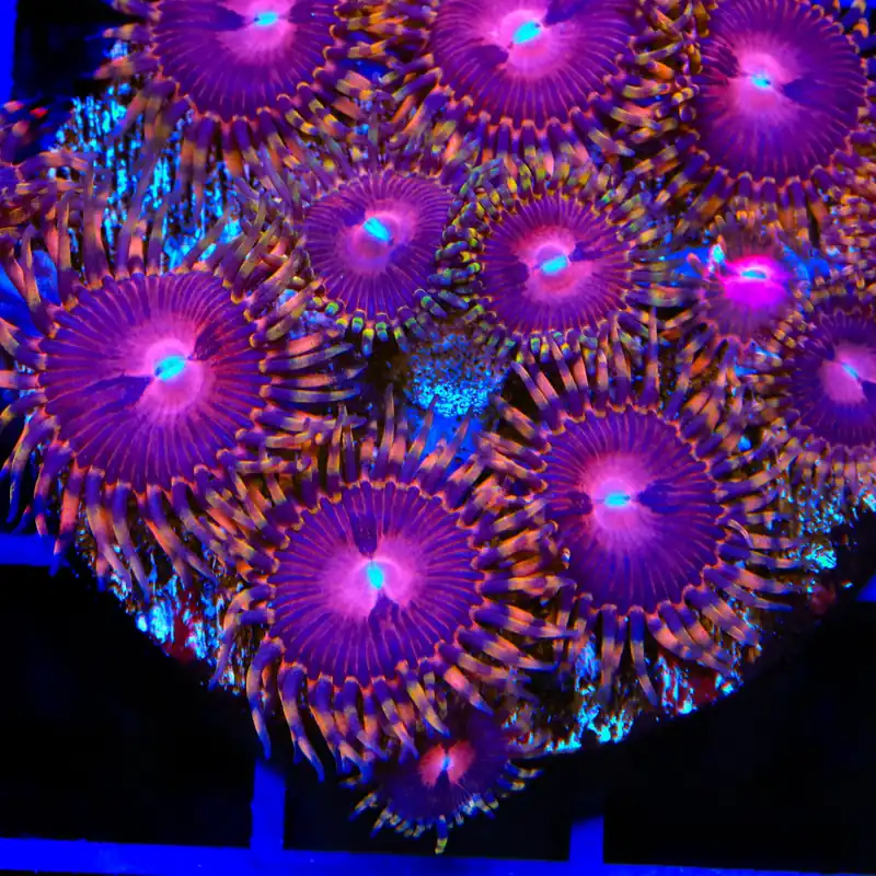 SBB Aphrodite Zoanthids Coral - TSA Coral