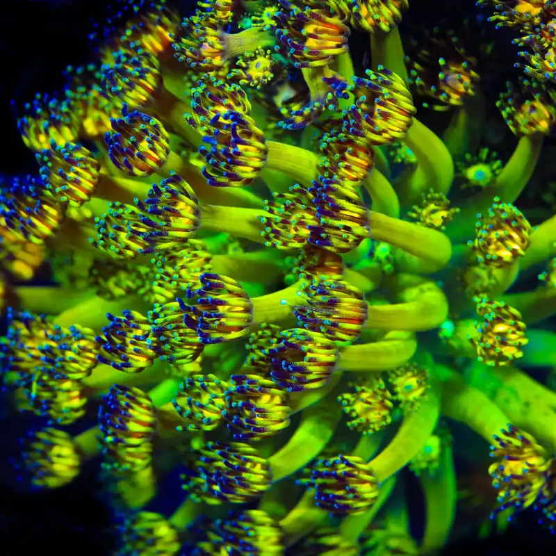 Grandmaster Goniopora Coral - TSA Coral