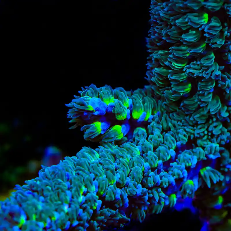 TSA Luigi Hoeksemai Acropora Coral - TSA Coral