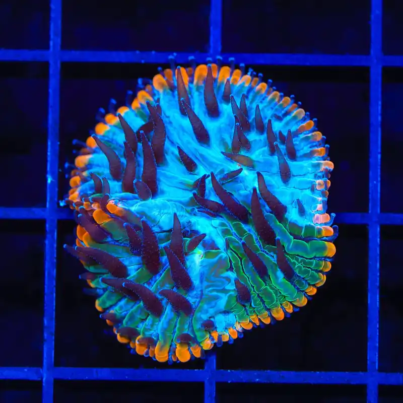 TSA Popsicle Aquacultured Plate Coral - TSA Coral