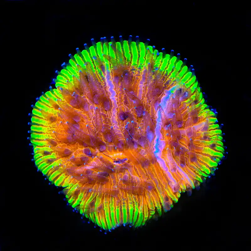 TSA Flaming Ring Aquacultured Plate Coral - TSA Coral