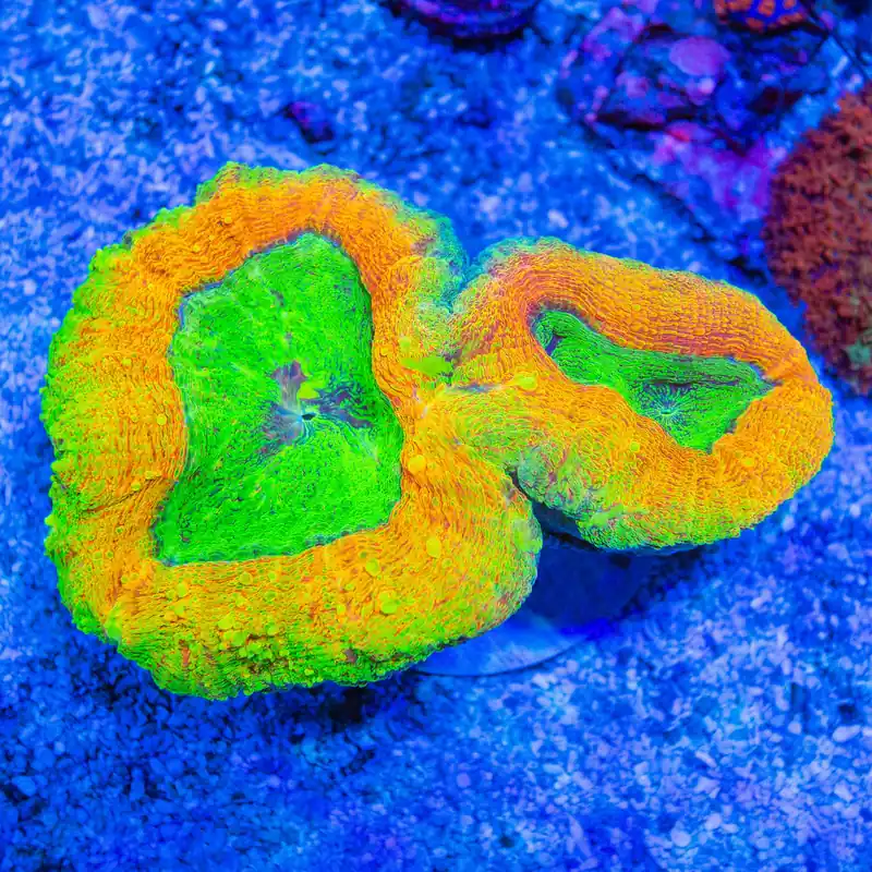Ultra Neon Glow Lobophyllia - Top Shelf Aquatics
