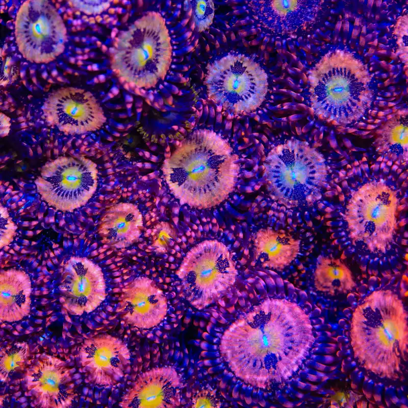 Alien Antivenom Zoanthids Coral - TSA Coral
