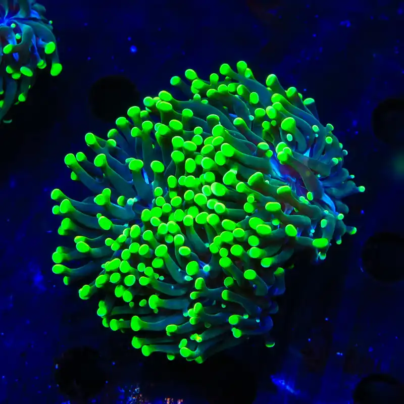 Neon Green Tip Frogspawn Coral - Top Shelf Aquatics