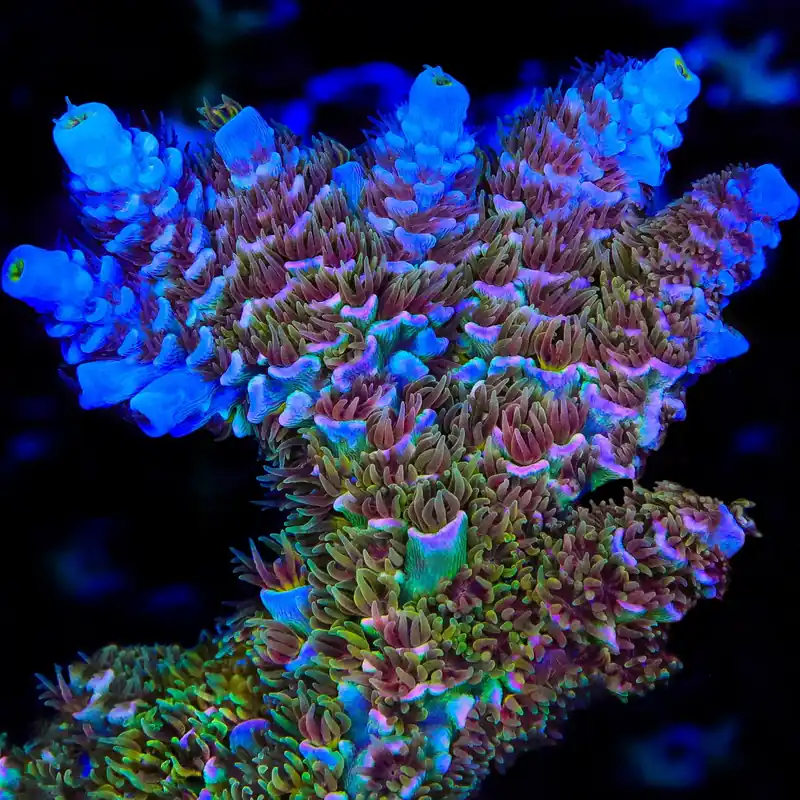 TSA Mango Passion Tenuis Acropora Coral - TSA Coral