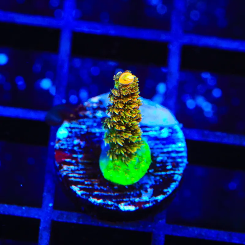 ASD Rainbow Millepora Acropora Coral - Top Shelf Aquatics