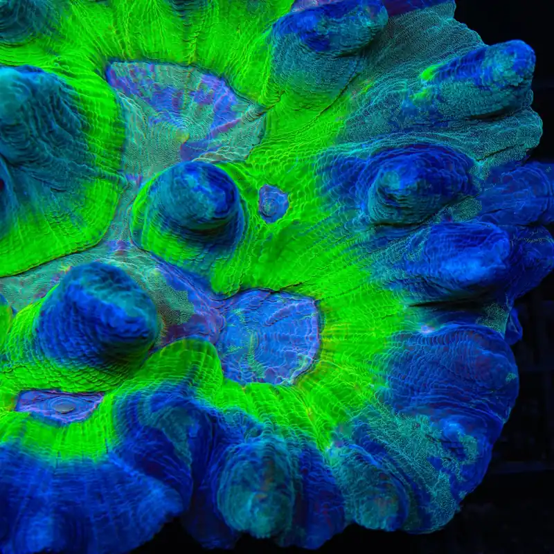 TSA Grafted Glitter Pectinia Coral - TSA Coral