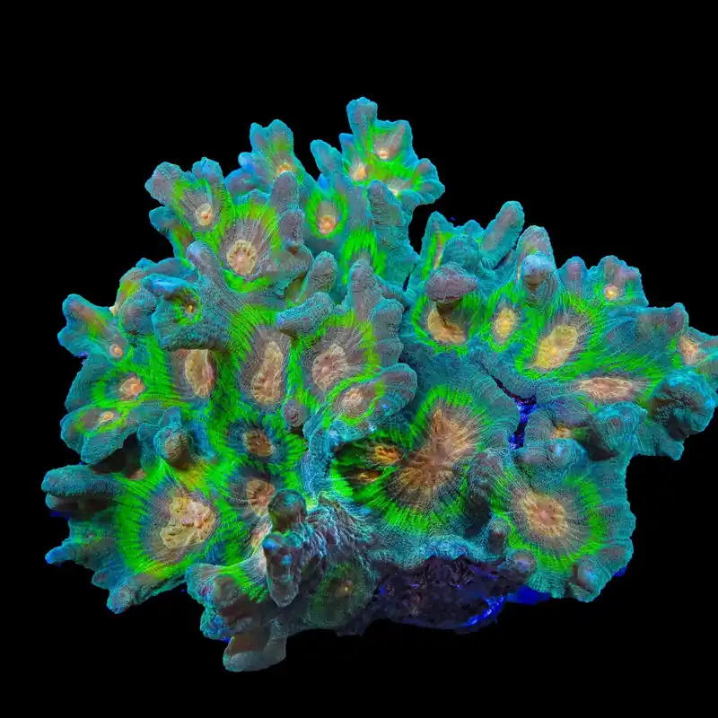 TSA Peacock Pectinia Coral - TSA Coral
