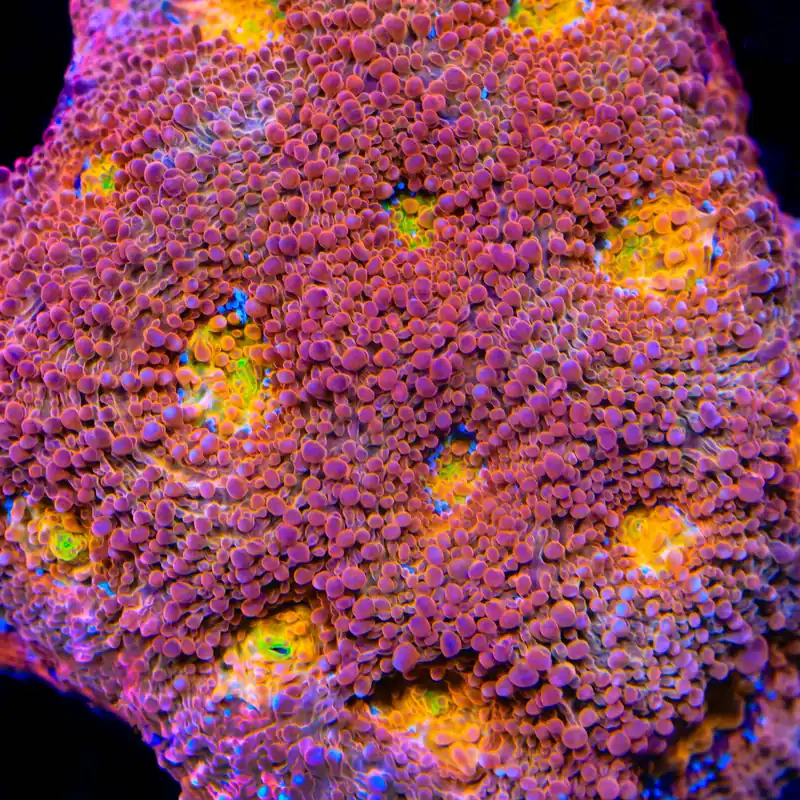 Rainbow Blast Echinata Coral - TSA Coral