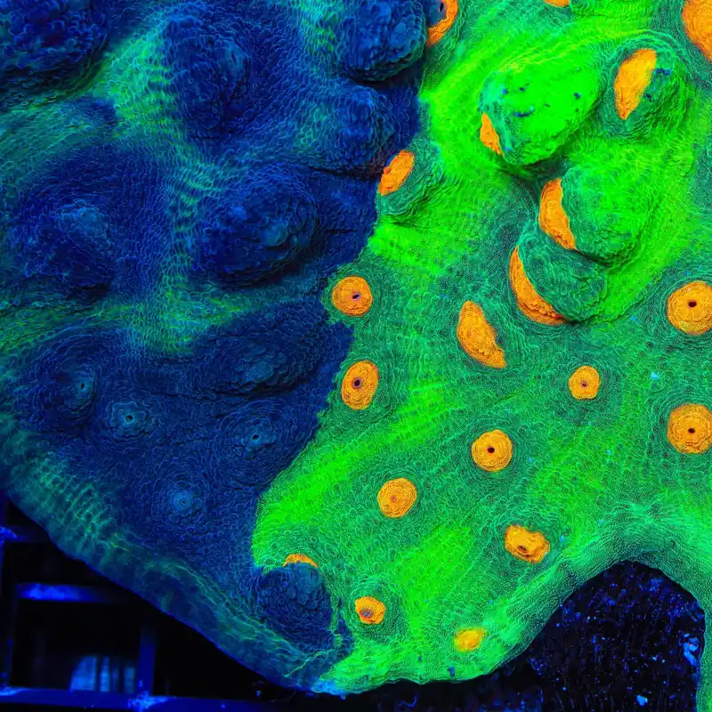 TSA Dark Side of the Moon Chalice Coral - TSA Coral