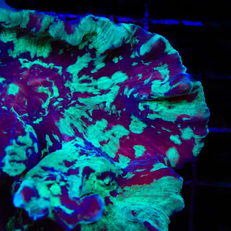 TSA Toxic Avenger Pectinia Coral - TSA Coral