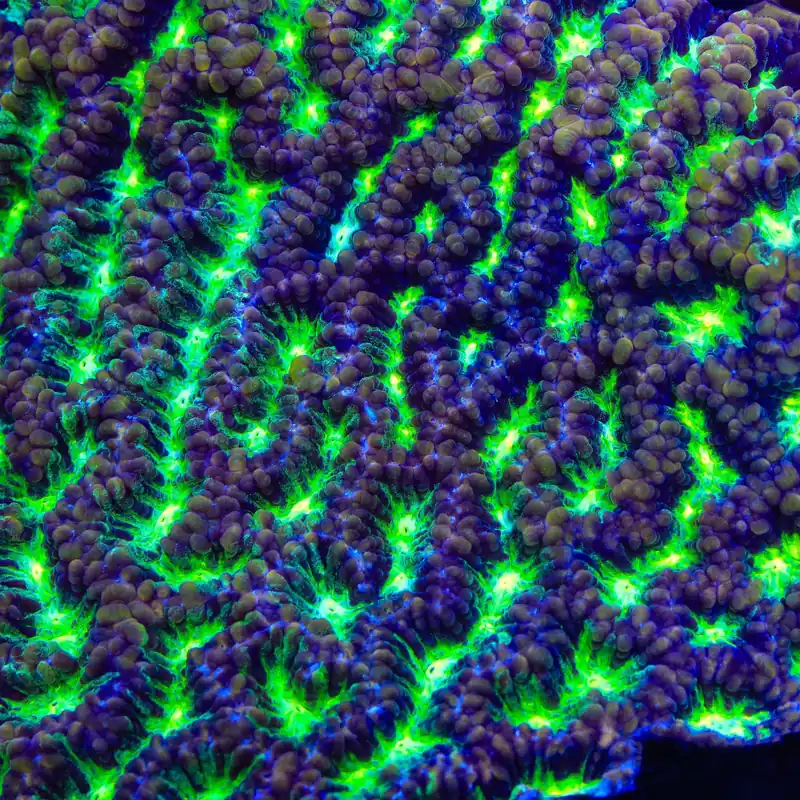 TSA Golden Maze Platygyra Coral - TSA Coral