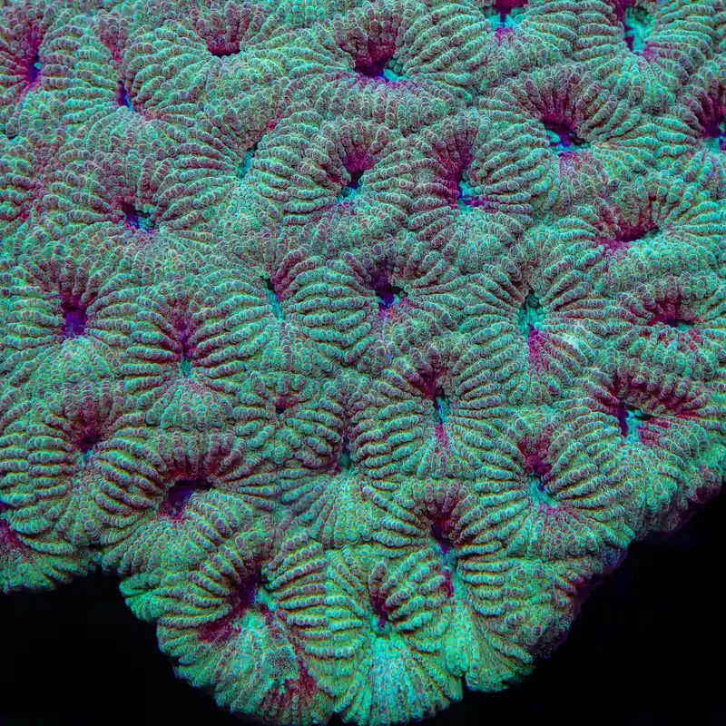 TSA Fairy Dust Favia Coral - TSA Coral