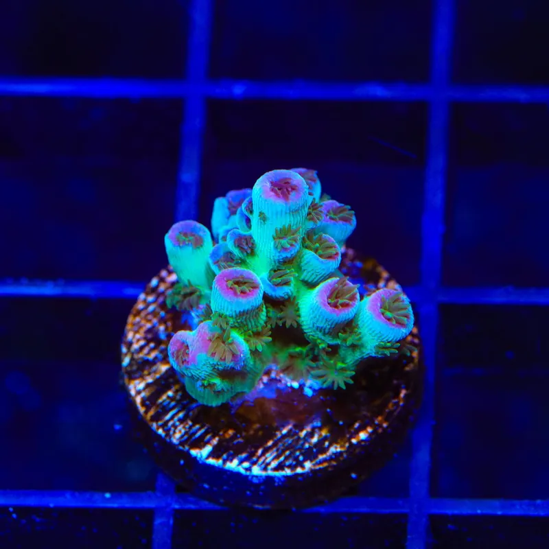TSA Blueberry Sarmentosa Acropora Coral - Top Shelf Aquatics